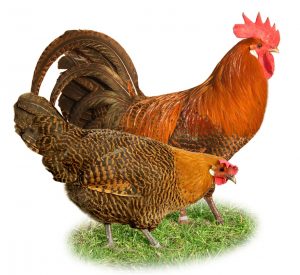 Animales de granja de pollos y más